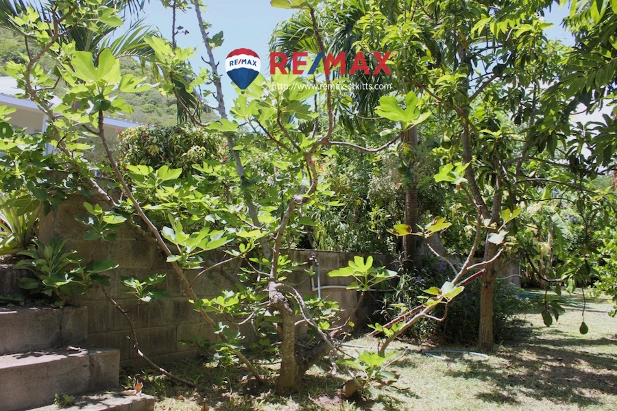 Fruit producing fig tree of House on Cottage Road