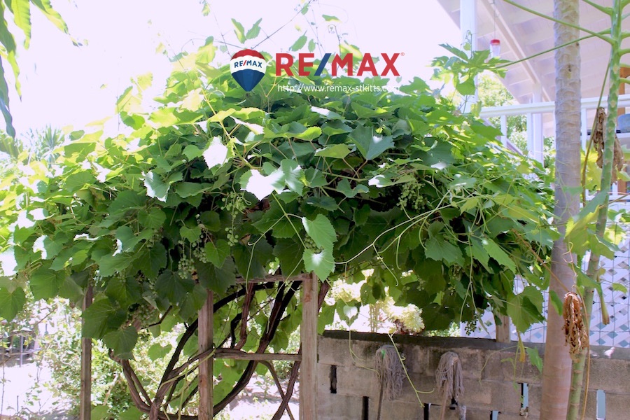 Mature grape vines of House on Cottage Road