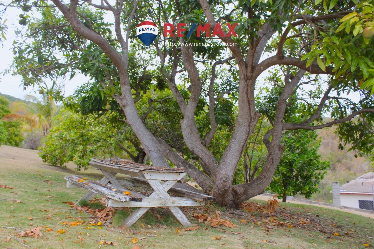 Mango tree bearing fruit with picnic table